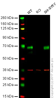 Western blot - Anti-BACE1 antibody [EPR19523] - BSA and Azide free (AB238937)