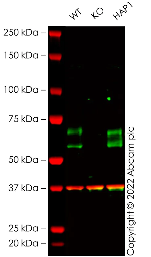 Western blot - Anti-BACE1 antibody [EPR19523] - BSA and Azide free (AB238937)
