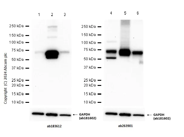 Western blot - Anti-BACE1 antibody [EPR19523] - BSA and Azide free (AB238937)