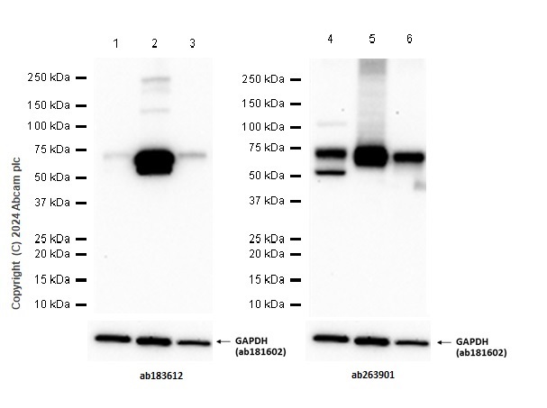 Western blot - Anti-BACE1 antibody [EPR22802-233] (AB263901), expandable thumbnail
