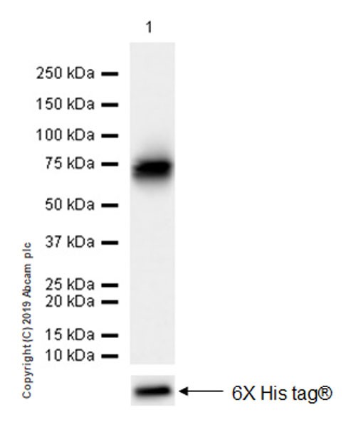 Western blot - Anti-BACE1 antibody [EPR22802-233] (AB263901), expandable thumbnail