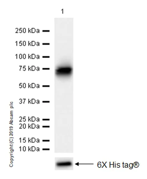 Western blot - Anti-BACE1 antibody [EPR22802-233] (AB263901)