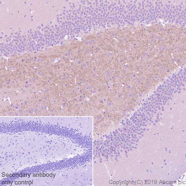 Immunohistochemistry (Formalin/PFA-fixed paraffin-embedded sections) - Anti-BACE1 antibody [EPR22802-233] - BSA and Azide free (AB267796), expandable thumbnail