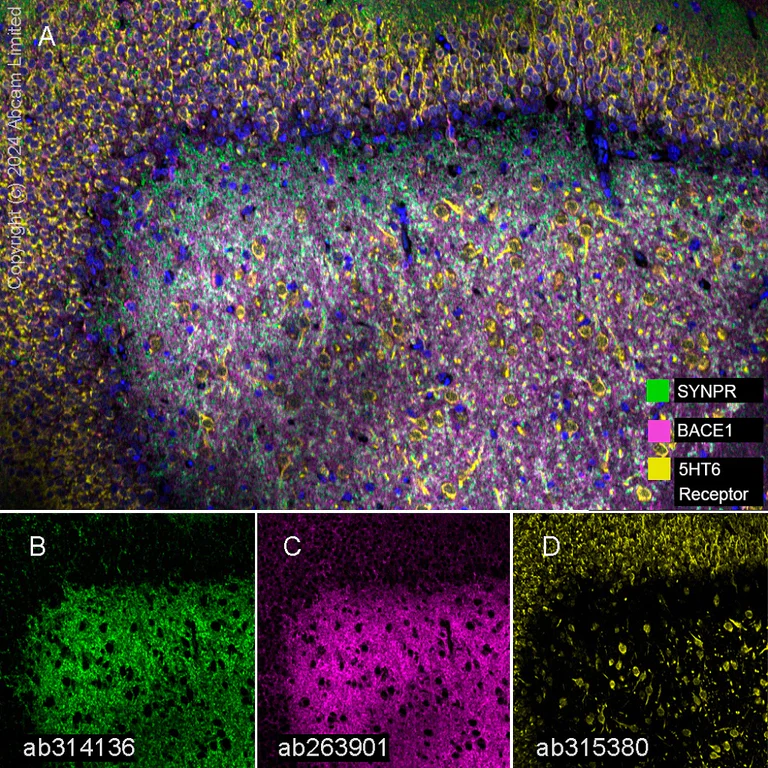 Multiplex immunohistochemistry - Anti-BACE1 antibody [EPR22802-233] - BSA and Azide free (AB267796)