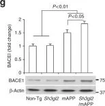 Western blot - Anti-BACE1 antibody [EPR3956] (AB108394)