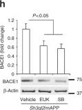 Western blot - Anti-BACE1 antibody [EPR3956] (AB108394)