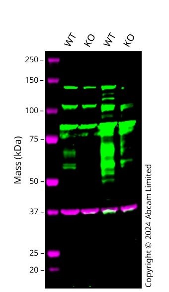 Western blot - Anti-BACE1 antibody [EPR3956] - BSA and Azide free (AB237595), expandable thumbnail