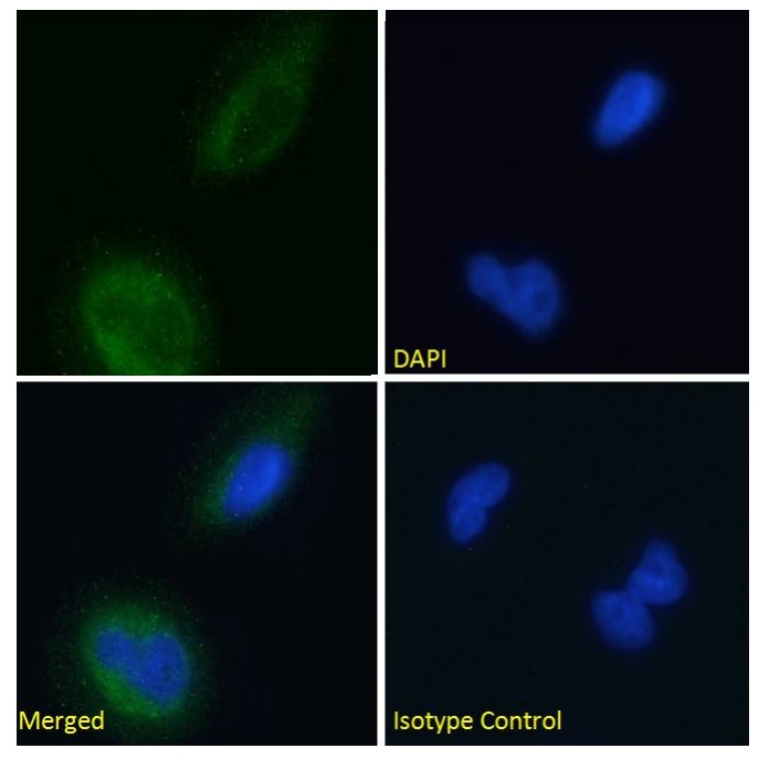 Immunocytochemistry - Anti-BACE2 antibody [1/9] (AB245679)