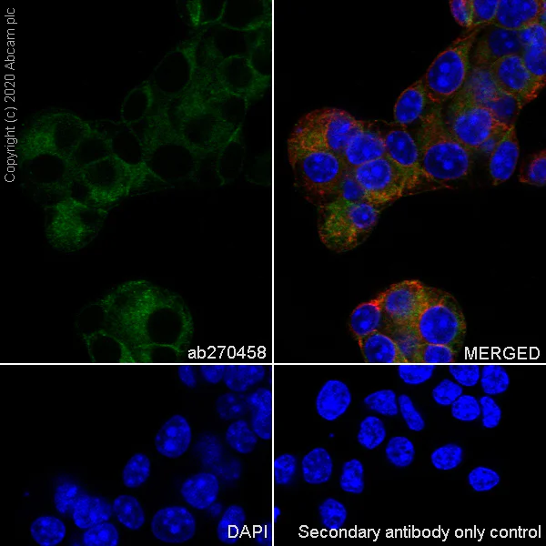 Immunocytochemistry/ Immunofluorescence - Anti-BACE2 antibody [EPR23339-221] - BSA and Azide free (AB270616)