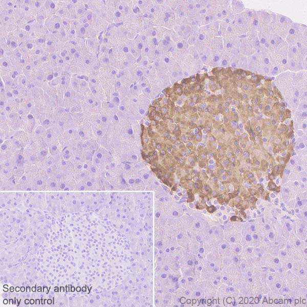 Immunohistochemistry (Formalin/PFA-fixed paraffin-embedded sections) - Anti-BACE2 antibody [EPR23339-221] - BSA and Azide free (AB270616), expandable thumbnail