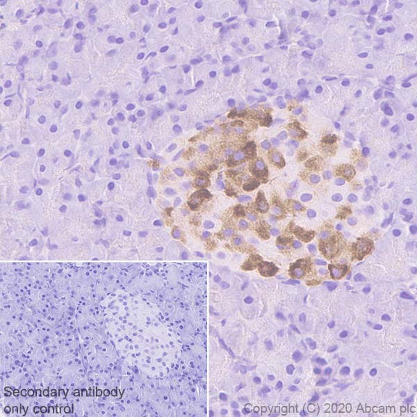 Immunohistochemistry (Formalin/PFA-fixed paraffin-embedded sections) - Anti-BACE2 antibody [EPR23339-221] - BSA and Azide free (AB270616), expandable thumbnail