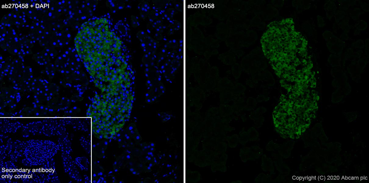 Immunohistochemistry (Frozen sections) - Anti-BACE2 antibody [EPR23339-221] - BSA and Azide free (AB270616), expandable thumbnail