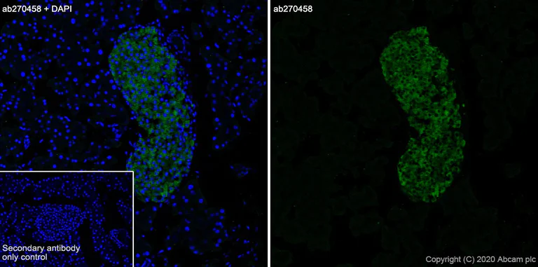 Immunohistochemistry (Frozen sections) - Anti-BACE2 antibody [EPR23339-221] - BSA and Azide free (AB270616)