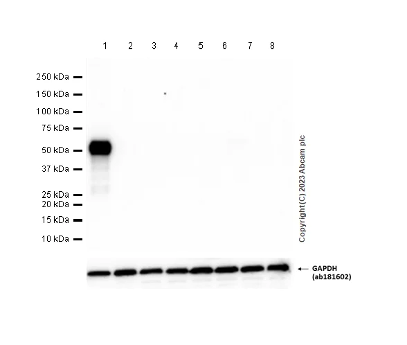Western blot - Anti-BACE2 antibody [EPR23339-221] - BSA and Azide free (AB270616)