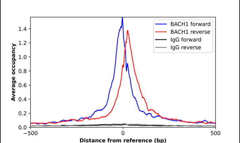 ChIP - Anti-BACH1 Antibody (AB327225)