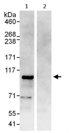 Immunoprecipitation - Anti-BACH1.3 antibody (AB245548)