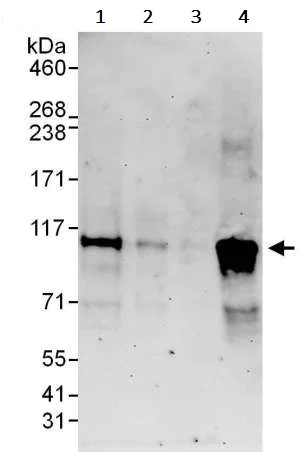 Western blot - Anti-BACH1.3 antibody (AB245548)