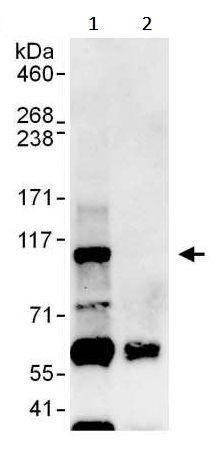 Immunoprecipitation - Anti-BACH1.3 antibody (AB245549)