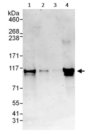 Western blot - Anti-BACH1.3 antibody (AB245549)