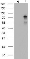 Western blot - Anti-BACH1.3 antibody [OTI4E11] (AB128486), expandable thumbnail