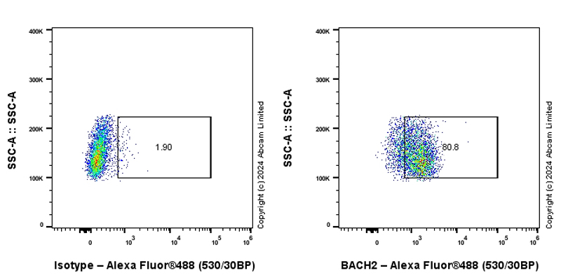 Flow Cytometry (Intracellular) - Anti-BACH2 antibody [EPR28026-43] - BSA and Azide free (AB320722), expandable thumbnail