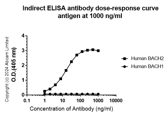 Indirect ELISA - Anti-BACH2 antibody [EPR28026-43] - BSA and Azide free (AB320722), expandable thumbnail