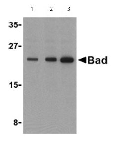 Western blot - Anti-Bad antibody (AB62465)