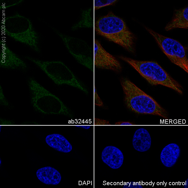 Immunocytochemistry/ Immunofluorescence - Anti-Bad antibody [Y208] (AB32445), expandable thumbnail