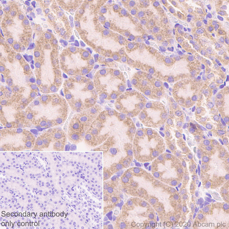 Immunohistochemistry (Formalin/PFA-fixed paraffin-embedded sections) - Anti-Bad antibody [Y208] (ab32445), expandable thumbnail