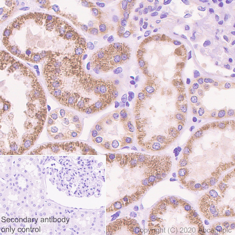 Immunohistochemistry (Formalin/PFA-fixed paraffin-embedded sections) - Anti-Bad antibody [Y208] (AB32445), expandable thumbnail