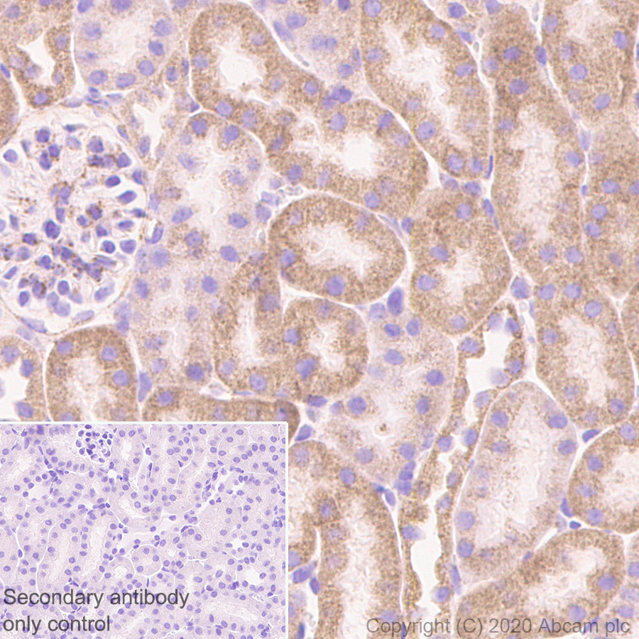 Immunohistochemistry (Formalin/PFA-fixed paraffin-embedded sections) - Anti-Bad antibody [Y208] (ab32445), expandable thumbnail