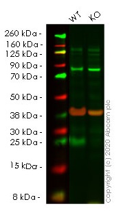 Western blot - Anti-Bad antibody [Y208] (AB32445), expandable thumbnail
