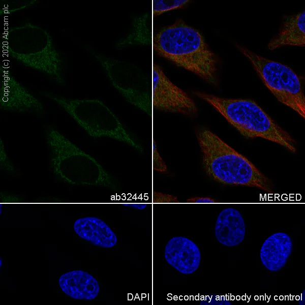 Immunocytochemistry/ Immunofluorescence - Anti-Bad antibody [Y208] - BSA and Azide free (AB220116)
