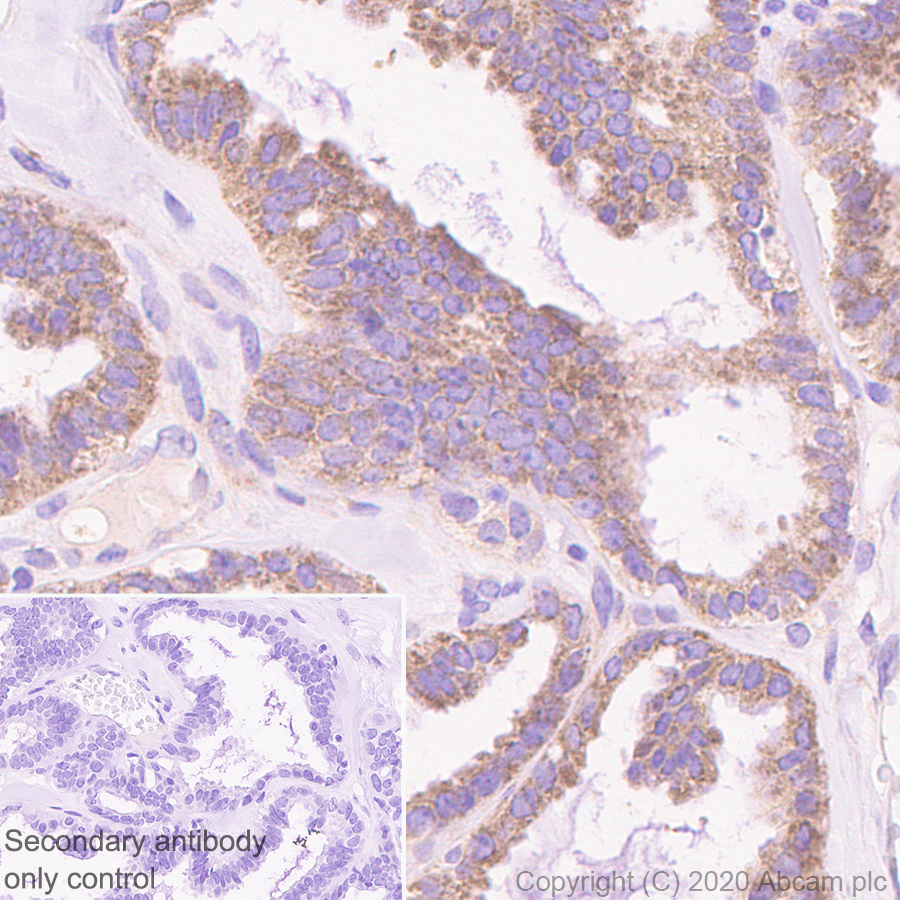 Immunohistochemistry (Formalin/PFA-fixed paraffin-embedded sections) - Anti-Bad antibody [Y208] - BSA and Azide free (AB220116)