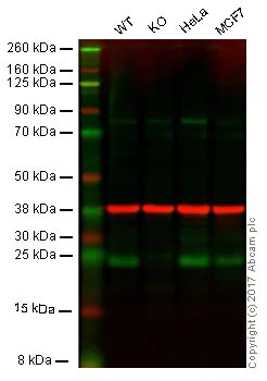 Western blot - Anti-Bad antibody [Y208] - BSA and Azide free (AB220116)