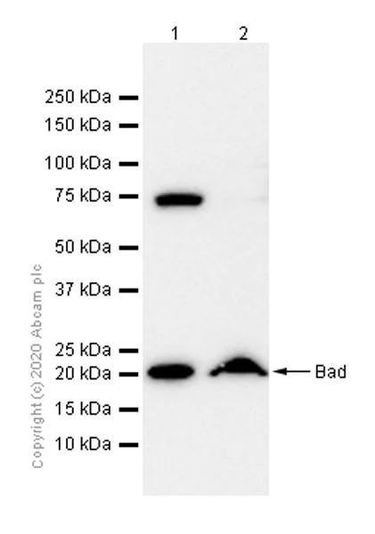 Western blot - Anti-Bad antibody [Y208] - BSA and Azide free (AB220116)