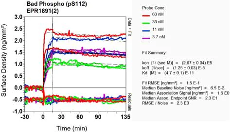 OI-RD Scanning - Anti-Bad (phospho S112) antibody [EPR1891(2)] (AB129192)