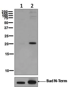 Western blot - Anti-Bad (phospho S112) antibody [EPR1891(2)] (AB129192)