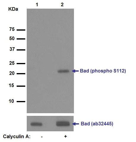 Western blot - Anti-Bad (phospho S112) antibody [EPR1891(2)] (AB129192)