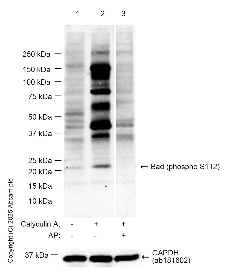 Anti-Bad (phospho S112) antibody [EPR1891(2)] (ab129192) Abcam