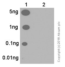 Dot Blot - Anti-Bad (phospho S112) antibody [EPR1891(2)] - BSA and Azide free (AB248343), expandable thumbnail