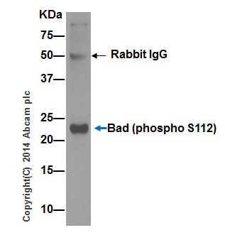 Immunoprecipitation - Anti-Bad (phospho S112) antibody [EPR1891(2)] - BSA and Azide free (AB248343), expandable thumbnail
