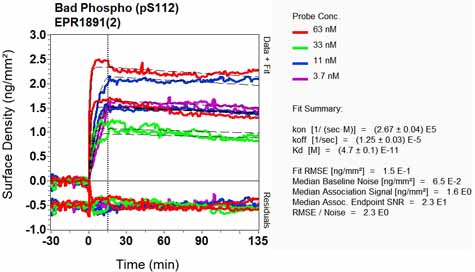 OI-RD Scanning - Anti-Bad (phospho S112) antibody [EPR1891(2)] - BSA and Azide free (ab248343), expandable thumbnail