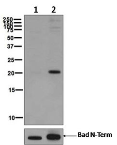 Western blot - Anti-Bad (phospho S112) antibody [EPR1891(2)] - BSA and Azide free (AB248343), expandable thumbnail
