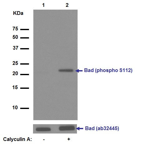 Western blot - Anti-Bad (phospho S112) antibody [EPR1891(2)] - BSA and Azide free (AB248343), expandable thumbnail