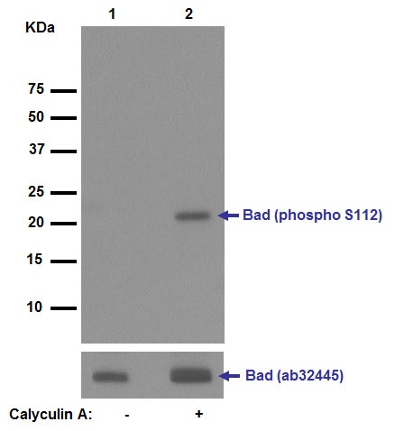 Western blot - Anti-Bad (phospho S112) antibody [EPR1891(2)] - BSA and Azide free (AB248343), expandable thumbnail
