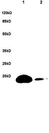 Western blot - Anti-Bad (phospho S128) antibody (AB216829)