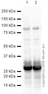 Western blot - Anti-Bad (phospho S99) antibody (AB28824), expandable thumbnail