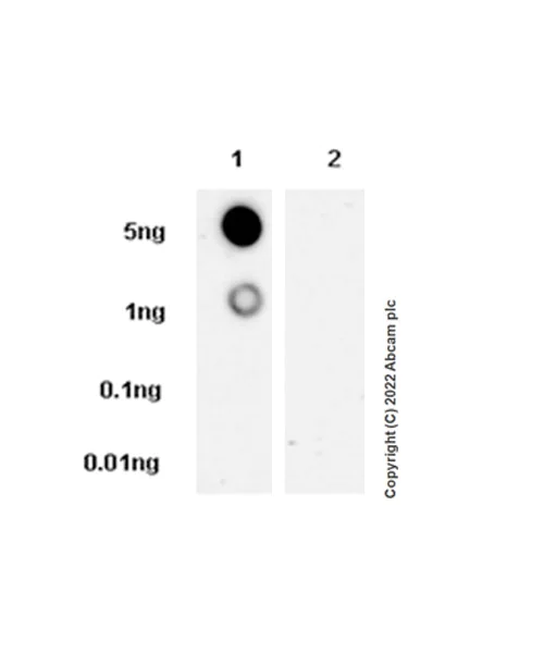 Dot Blot - Anti-Bad (phospho S99) antibody [EPR24751-161] - BSA and Azide free (AB303551)