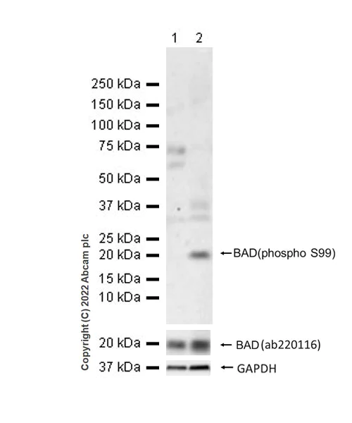 Western blot - Anti-Bad (phospho S99) antibody [EPR24751-161] - BSA and Azide free (AB303551)
